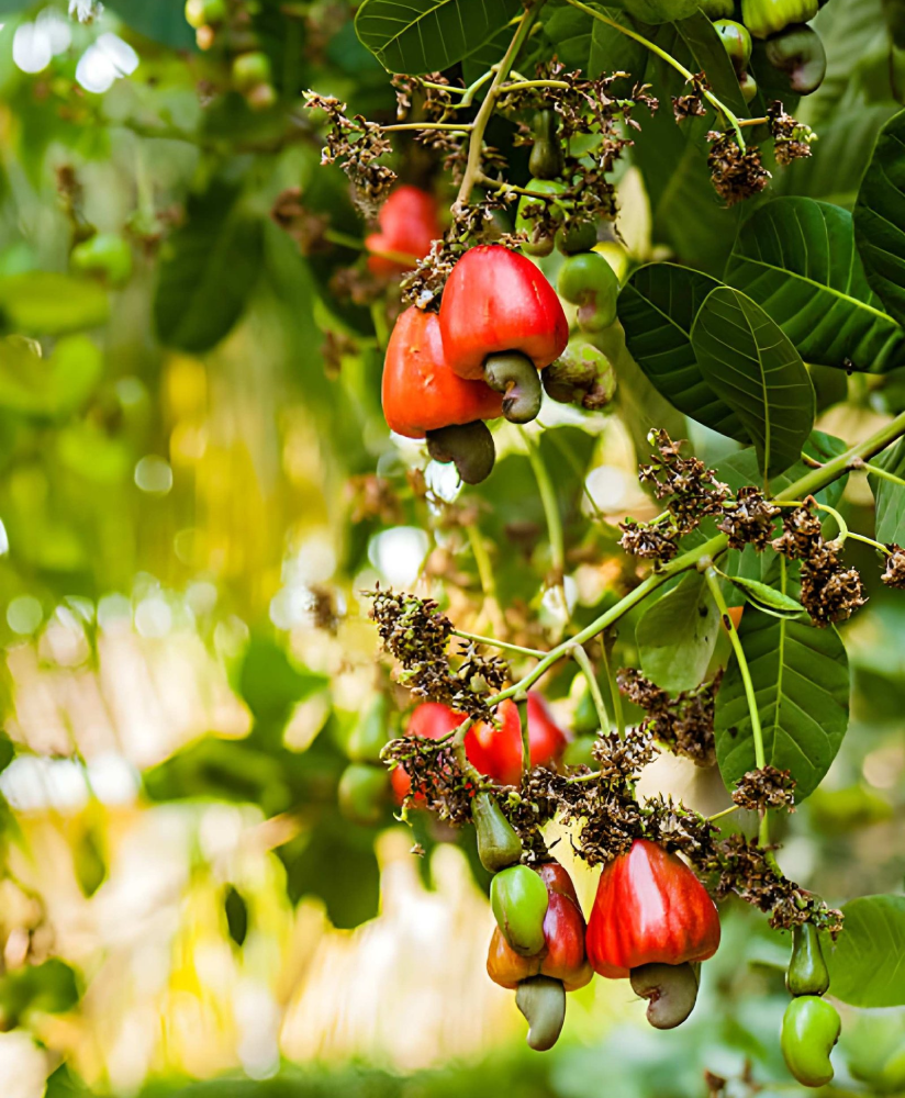 Cashewnut Season Outlook: What Exporters Should Know