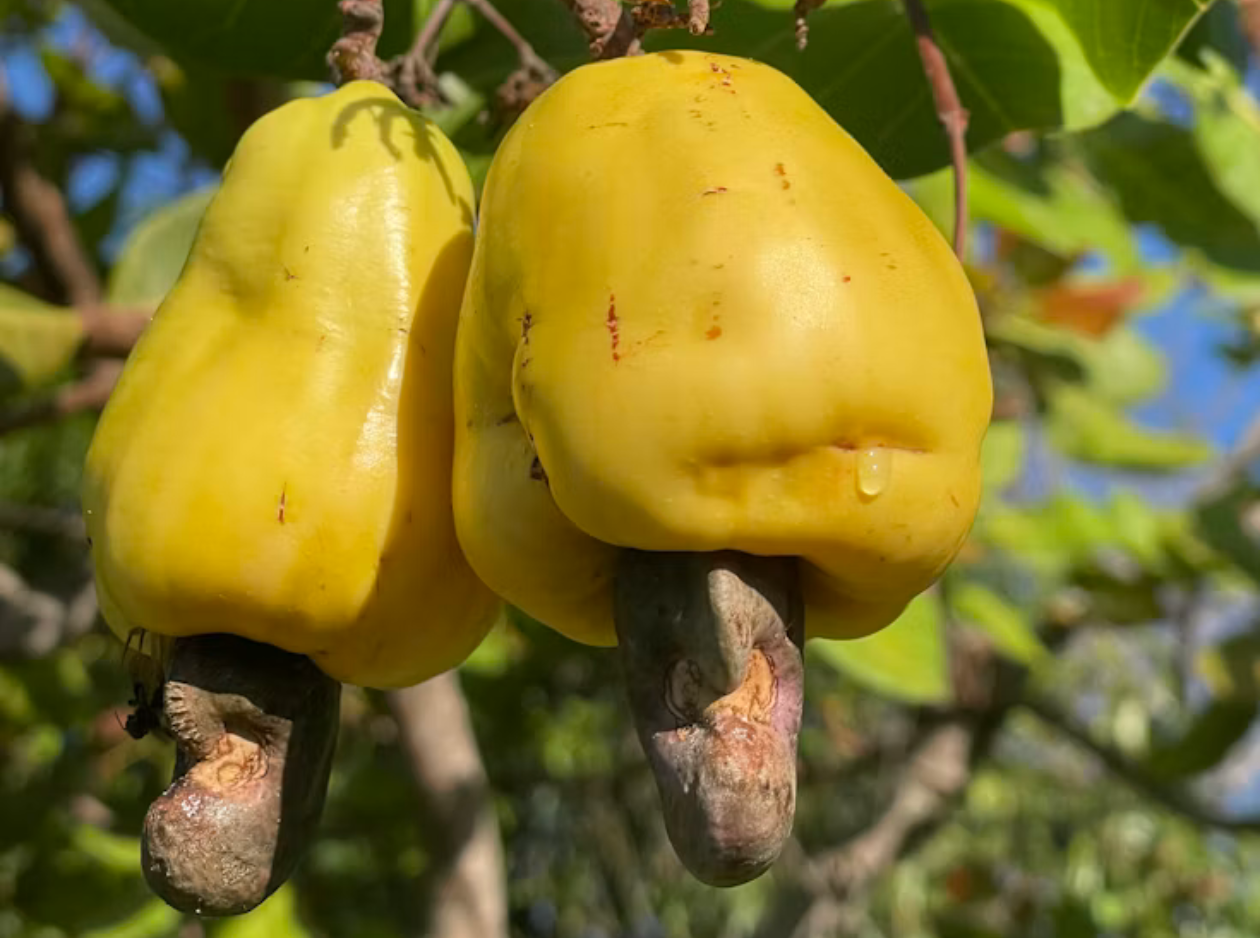 Cashewnut