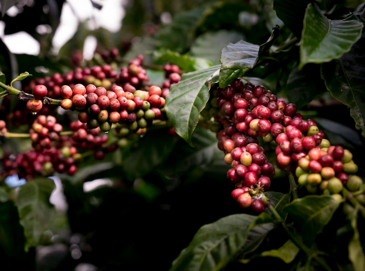 Coffee