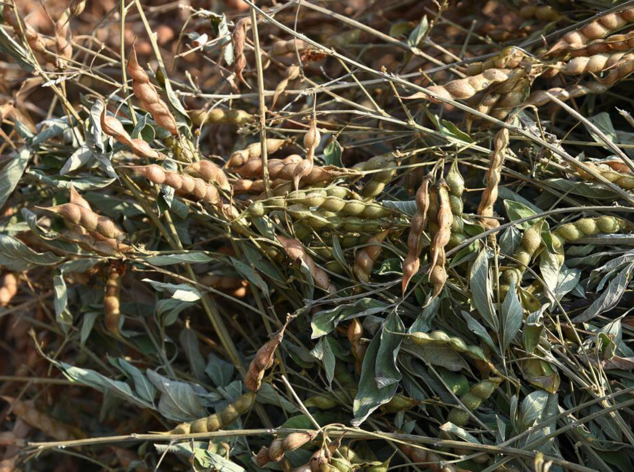 Pigeon Peas